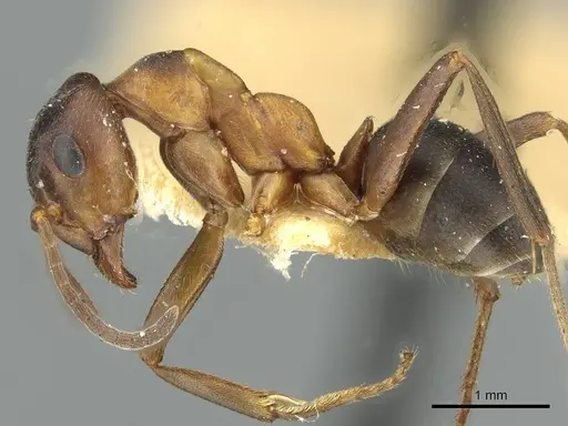 Formica manchu - CASENT0913661