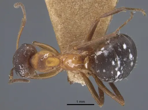 Formica manchu - CASENT0917270