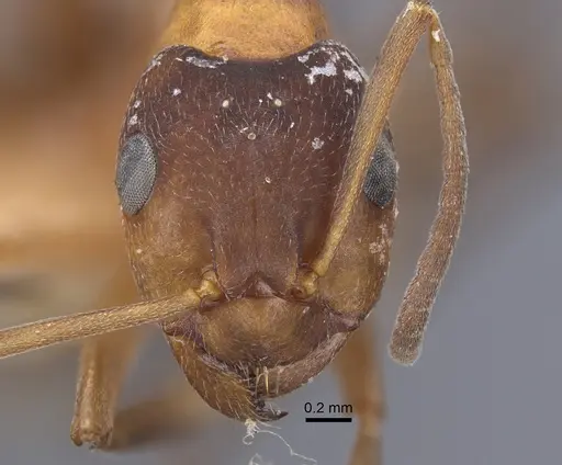 Formica manchu - CASENT0917270