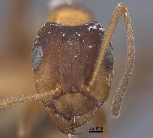 Formica manchu - CASENT0917270