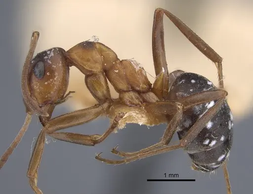 Formica manchu - CASENT0917270