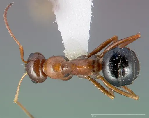Formica manni specimen