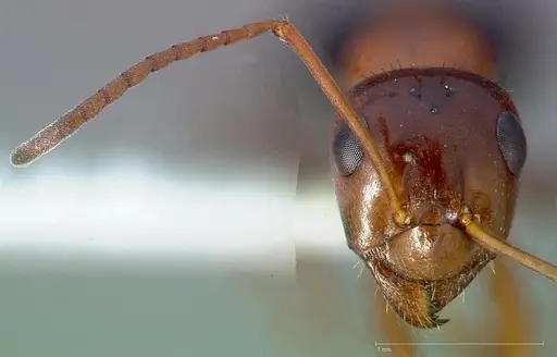 Formica manni specimen