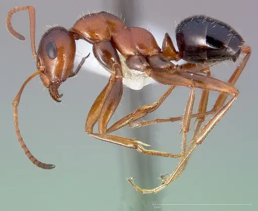 Formica manni specimen