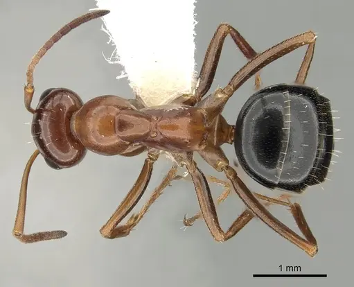 Formica manni - CASENT0280339