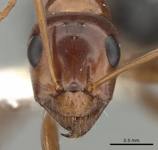 Formica manni - CASENT0280339