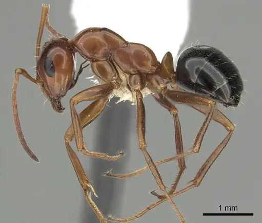 Formica manni - CASENT0280339