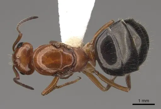 Formica manni - CASENT0843733