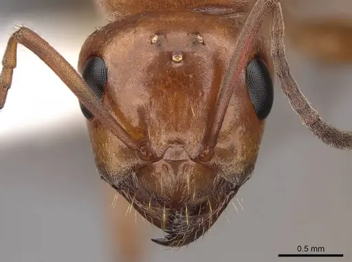 Formica manni - CASENT0843733