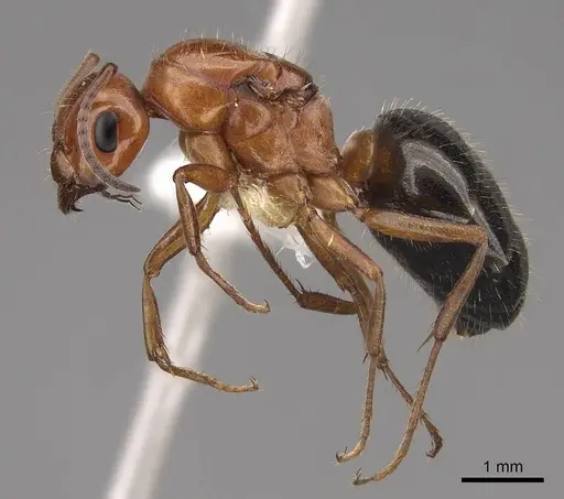 Formica manni - CASENT0843733