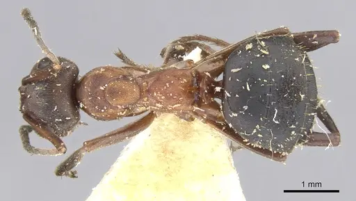 Formica mesasiatica specimen