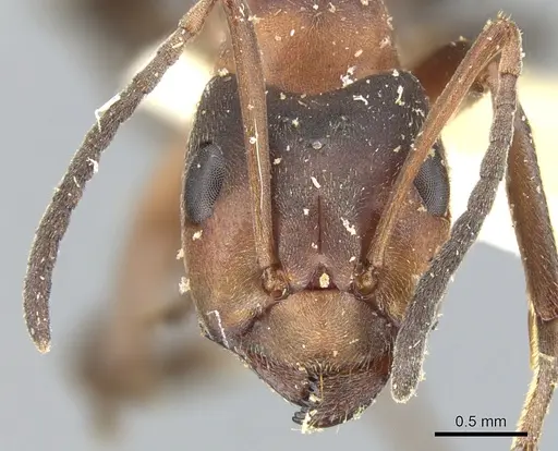 Formica mesasiatica specimen