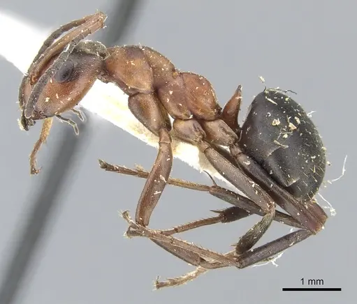 Formica mesasiatica specimen