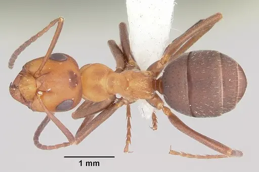 Formica microgyna specimen
