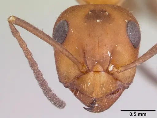 Formica microgyna specimen