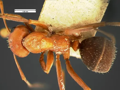 Formica microgyna - CASENT0105603