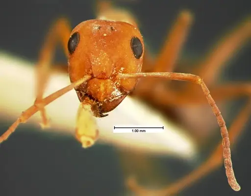 Formica microgyna - CASENT0105603