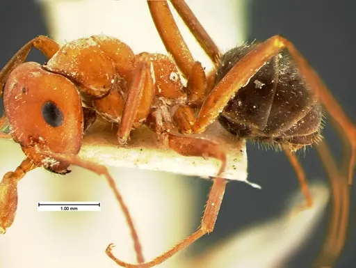 Formica microgyna - CASENT0105603