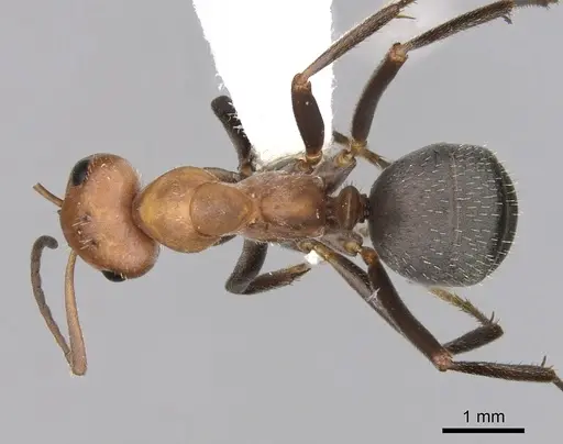 Formica microgyna - CASENT0280415