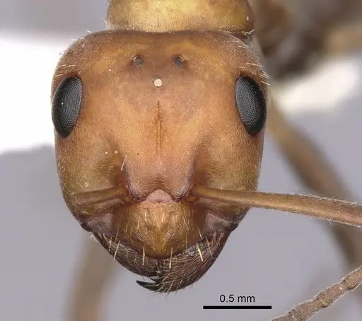 Formica microgyna - CASENT0280415