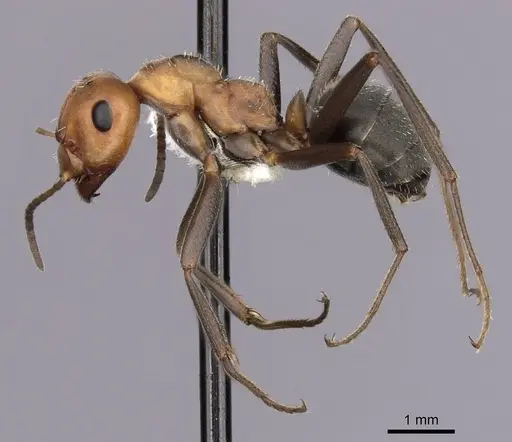 Formica microgyna - CASENT0280415