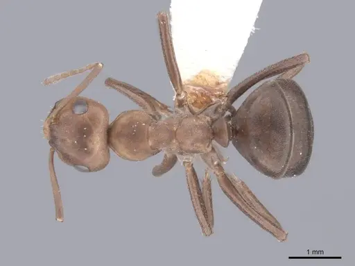 Formica microgyna - FMNHINS0000046707