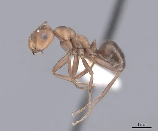 Formica microgyna - FMNHINS0000046707