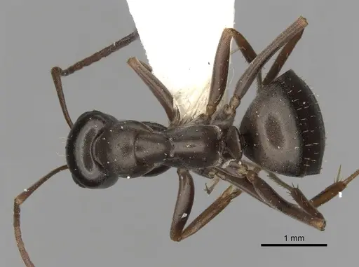 Formica microphthalma - CASENT0280365