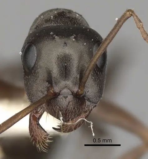 Formica microphthalma - CASENT0280365