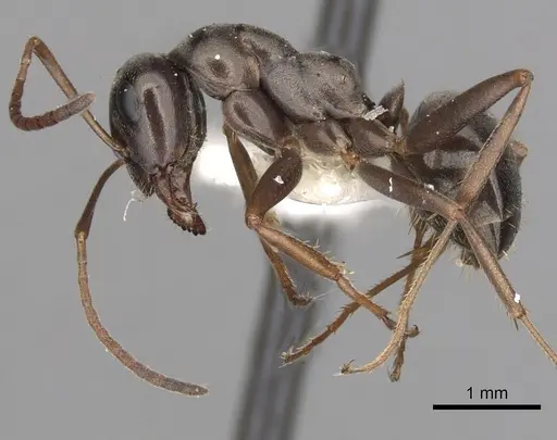 Formica microphthalma - CASENT0280365