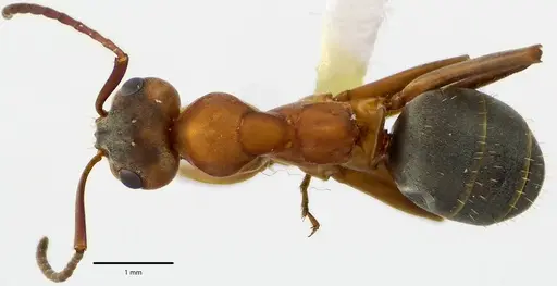 Formica moki specimen