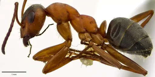 Formica moki specimen