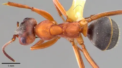 Formica moki - ANTWEB1041729