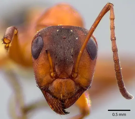 Formica moki - ANTWEB1041729