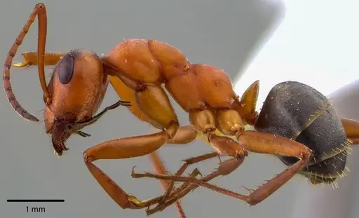 Formica moki - ANTWEB1041729