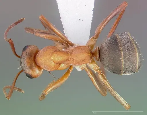 Formica moki - CASENT0005369