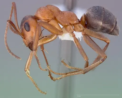 Formica moki - CASENT0005369