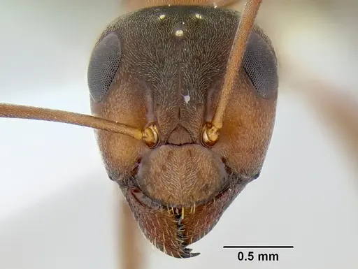 Formica moki - CASENT0106084