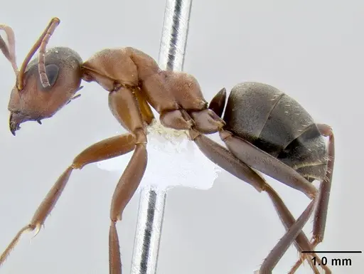 Formica moki - CASENT0106084