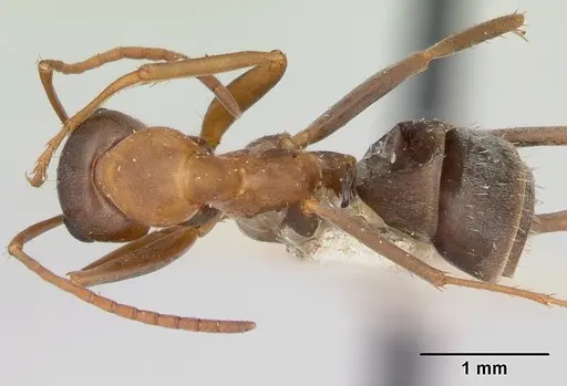 Formica moki - CASENT0173015