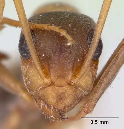 Formica moki - CASENT0173015