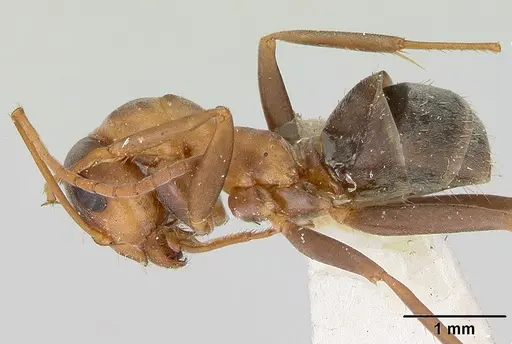 Formica moki - CASENT0173015