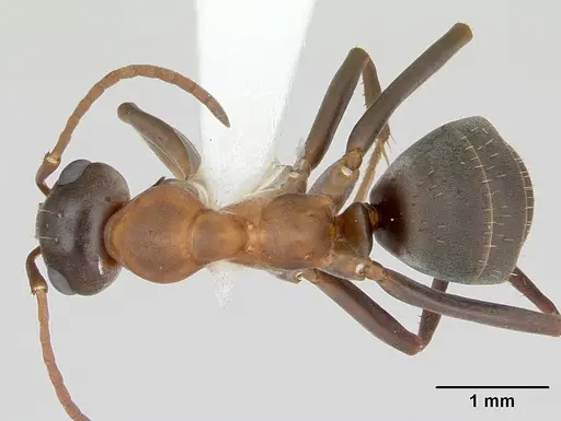 Formica moki - CASENT0173016