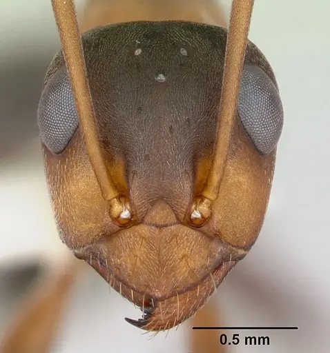 Formica moki - CASENT0173016