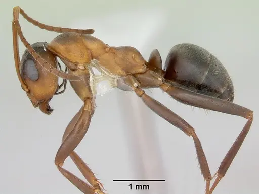 Formica moki - CASENT0173016