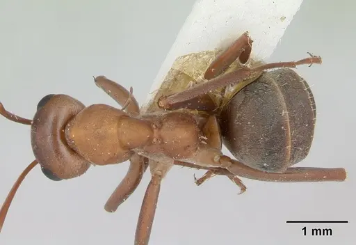 Formica moki - CASENT0173017