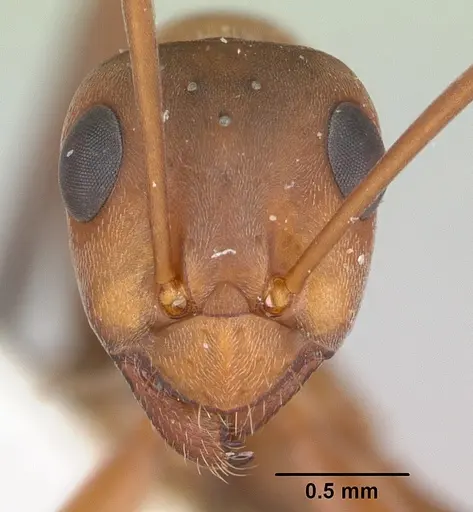 Formica moki - CASENT0173017