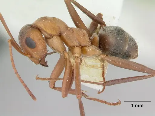 Formica moki - CASENT0173017