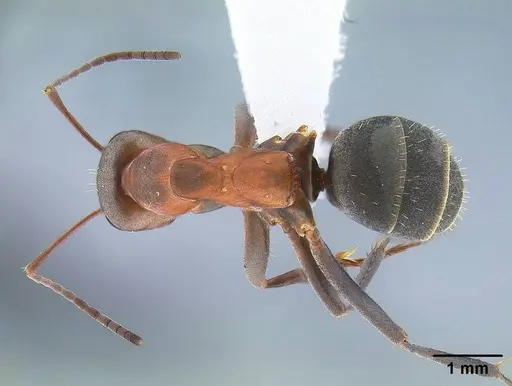 Formica moki - CASENT0221894