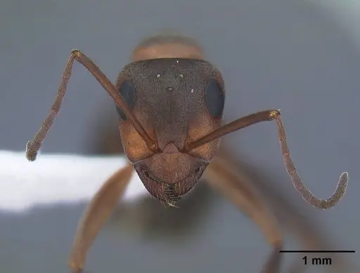 Formica moki - CASENT0221894